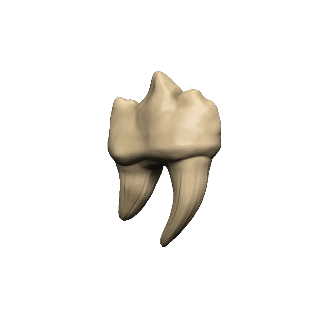 Dungeons & Dragons Teeth of Dahlver-Nar Bite-Sized Artifact - Image 2