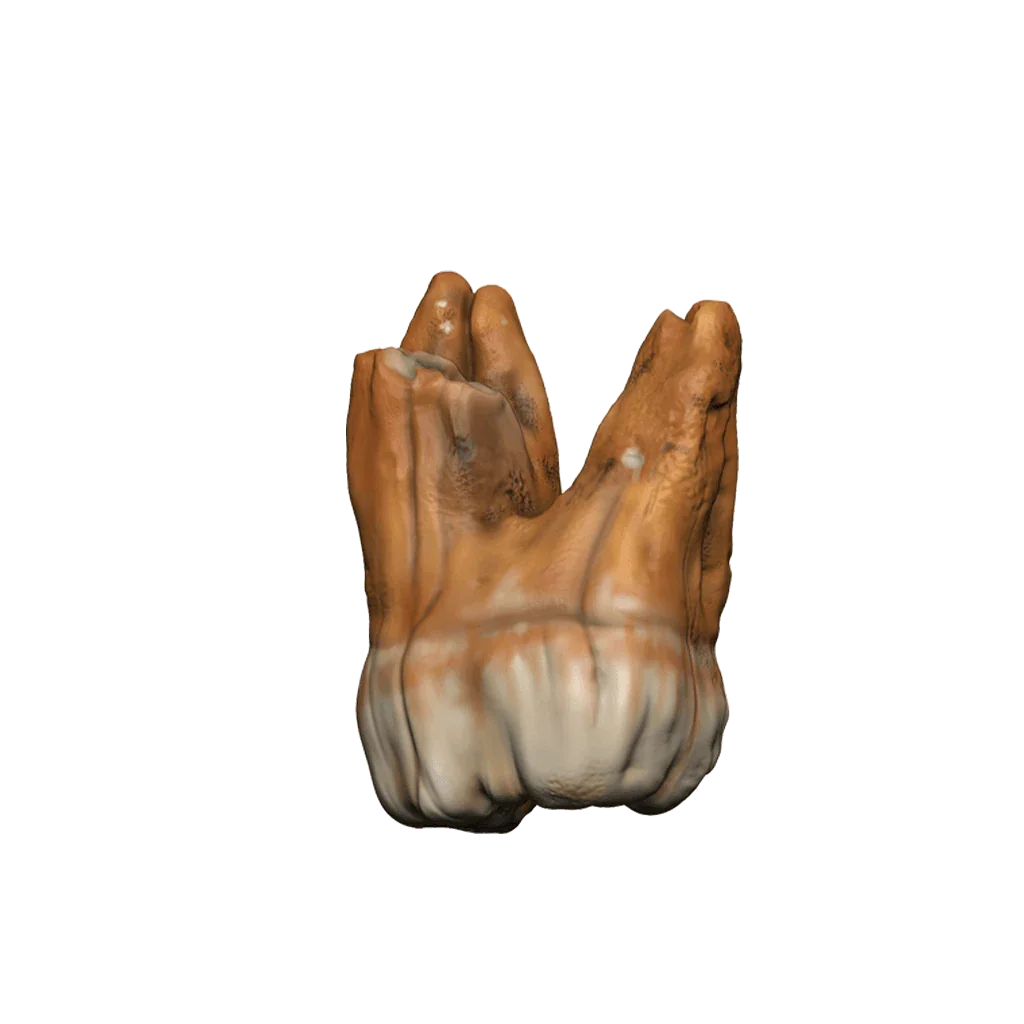 Dungeons & Dragons Teeth of Dahlver-Nar Bite-Sized Artifact - Image 5